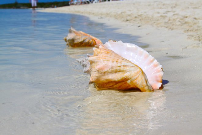 two conchs on beach of the Bahamas