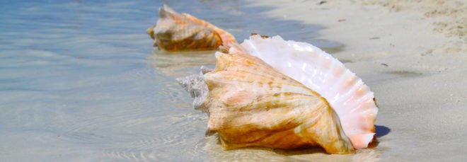 two conchs on beach of the Bahamas