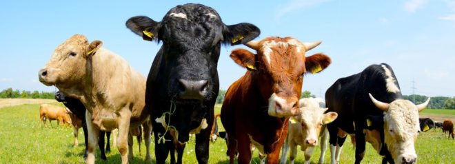 cattle standing in green grass