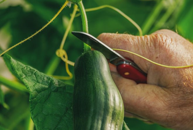 hand harvesting vegetables