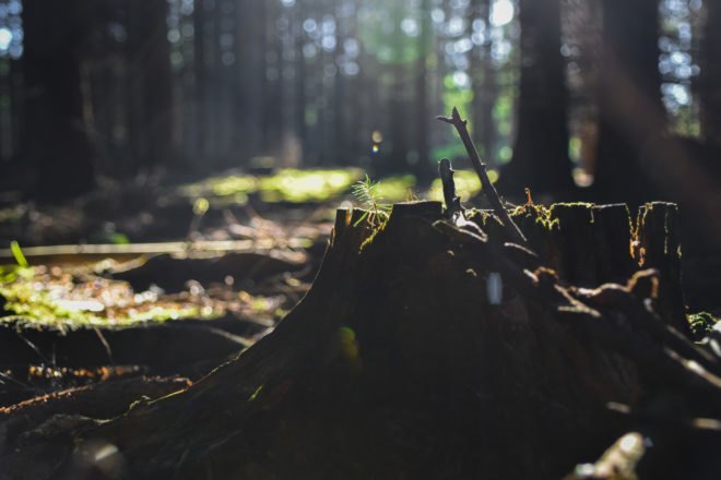 tree stump