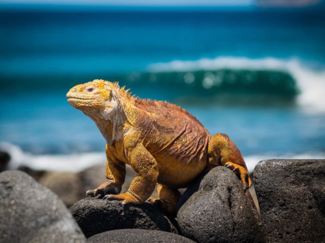 a yellow colored iguana sits on rocks near beach