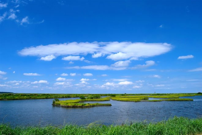 marsh under a blue sky