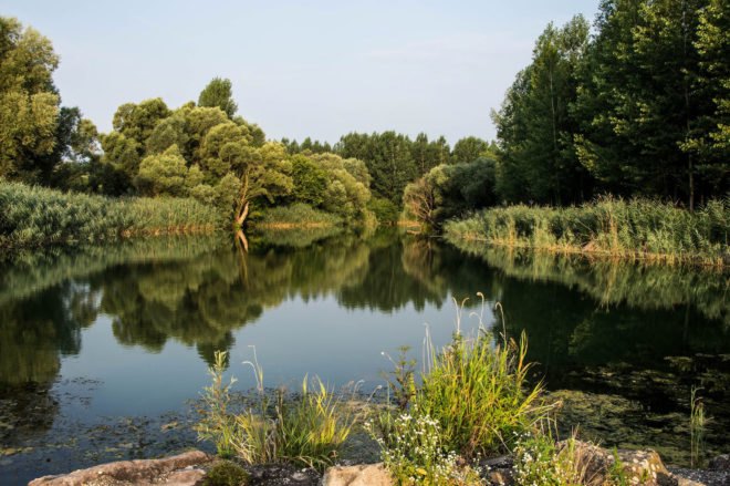 river floodplain in a forest