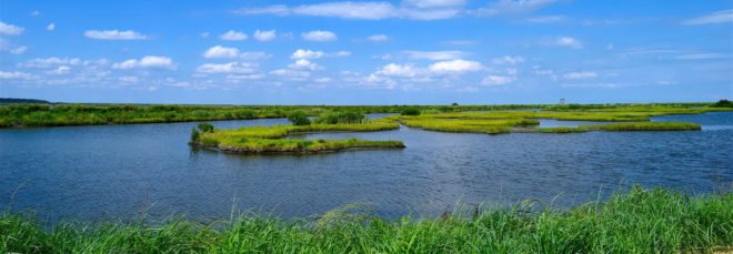 marsh under a blue sky