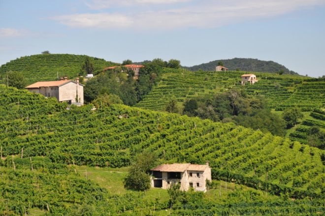 rolling green hills of a vineyard in Italy