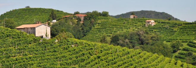rolling green hills of a vineyard in Italy