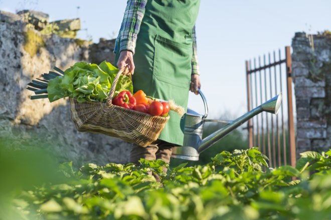 person holding basket full of vegetables in a garden