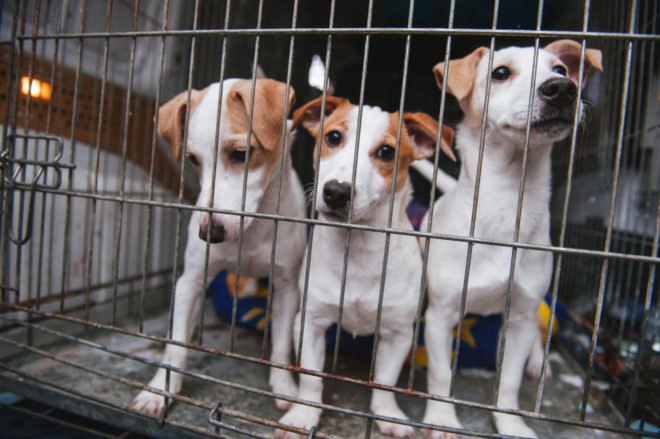 three puppies inside a cage for sale