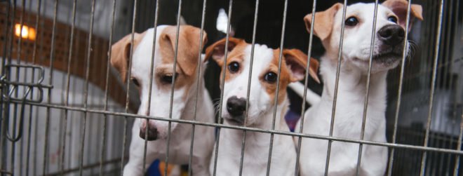 three puppies inside a cage for sale