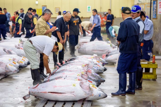 tuna fish market in Japan