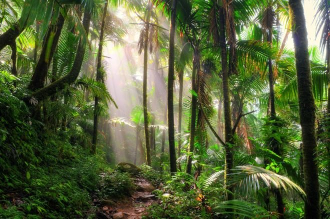 Puerto Rican rainforest