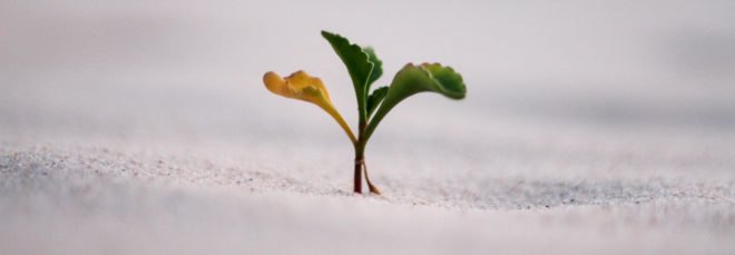 small plant sprouting from gray ground