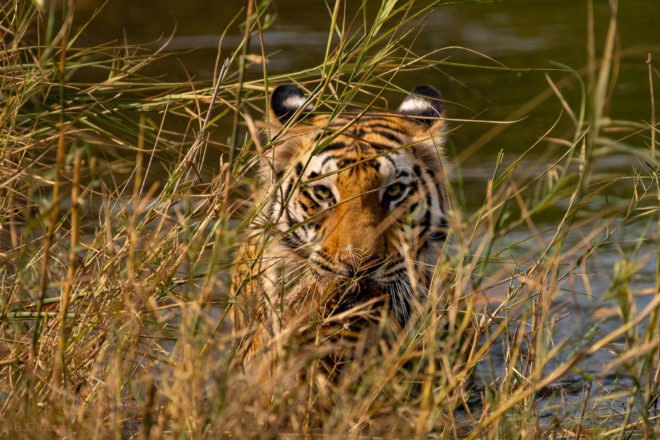 Bengal tiger in tall grasses