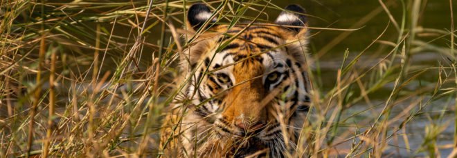 Bengal tiger in tall grasses