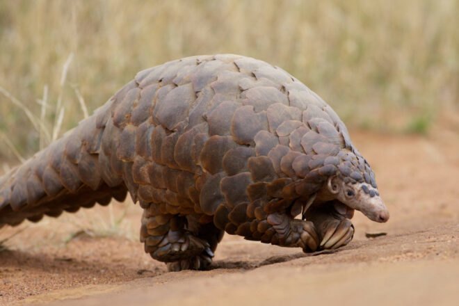 A pangolin walks on a dirt road