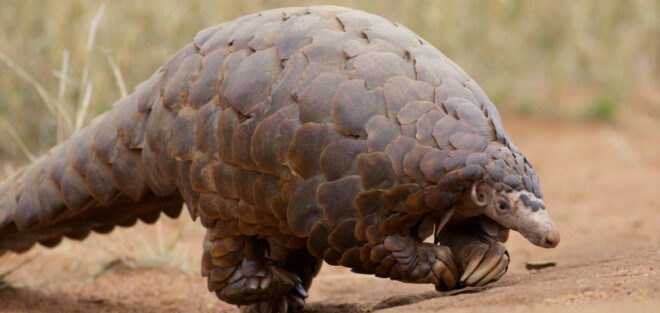 A pangolin walks on a dirt road