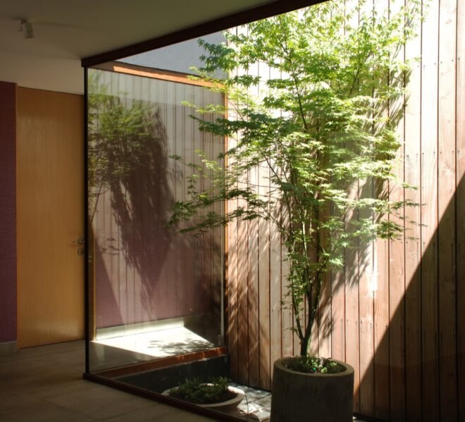 small tree growing beside glass wall