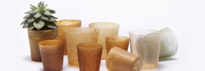 plants in biodegradable plastic pots
