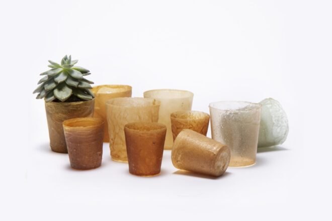 plants in biodegradable plastic pots