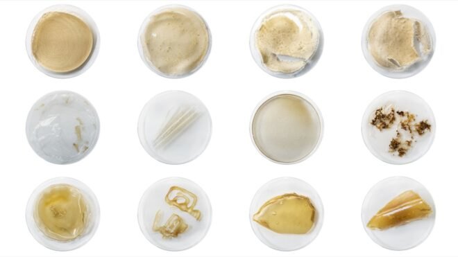 petri dishes of bioplastic materials