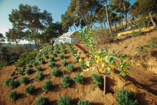 a domed structure behind a natural garden