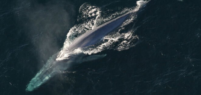 whale swimming in ocean