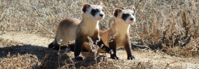 two black-footed ferrets in prairie