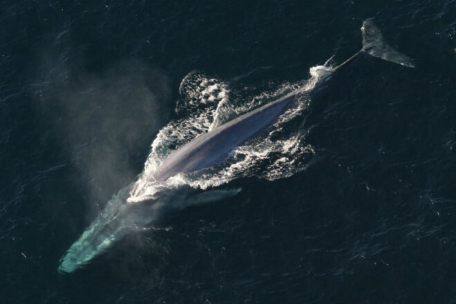 whale swimming in ocean