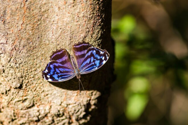 Mexican bluewing butterfly on a tree
