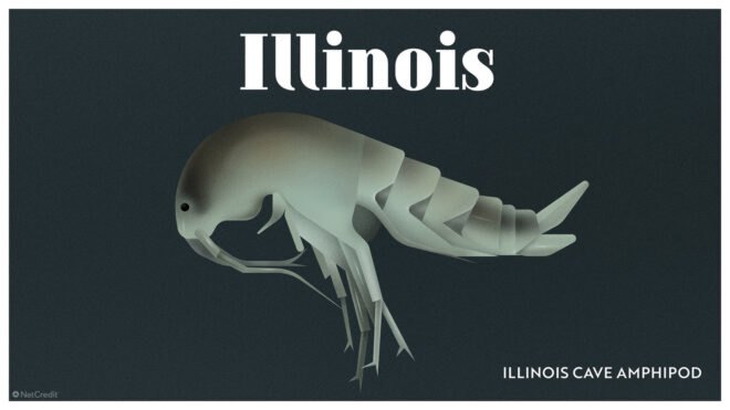 poster of cave amphipod