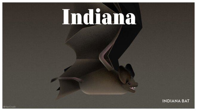 poster of Indiana bat