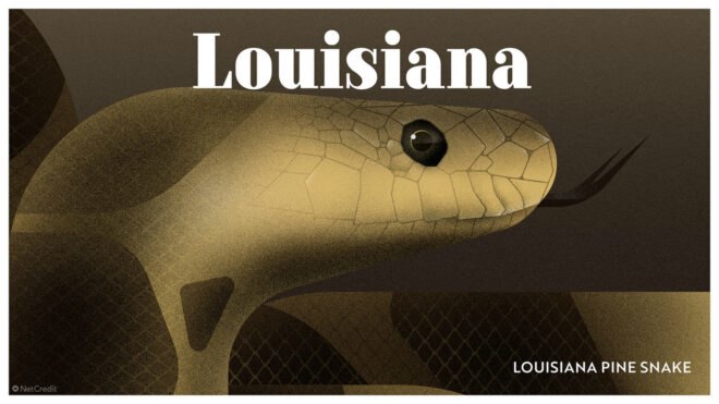 poster of Louisiana pine snake