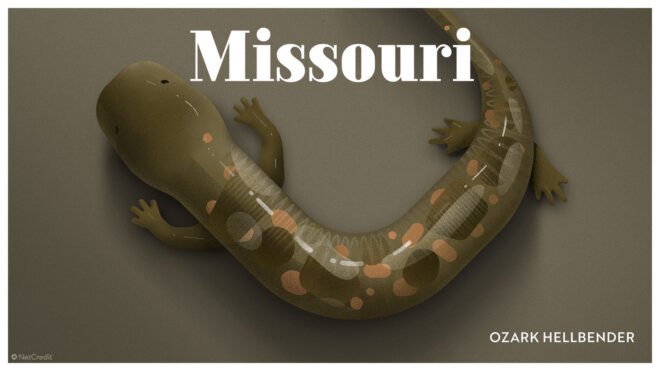 poster of Ozark hellbender