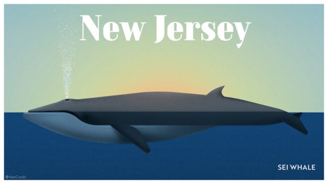 poster of Sei whale