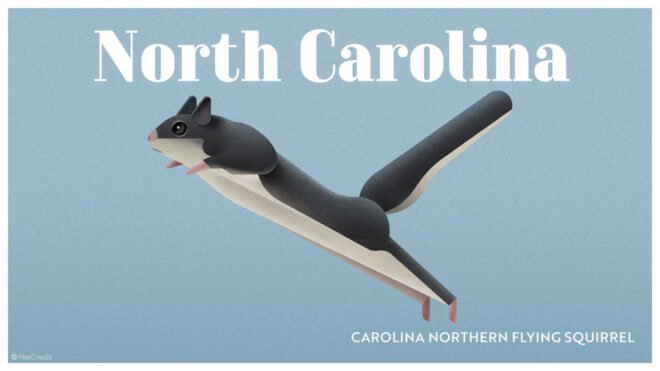 poster of Carolina northern flying squirrel
