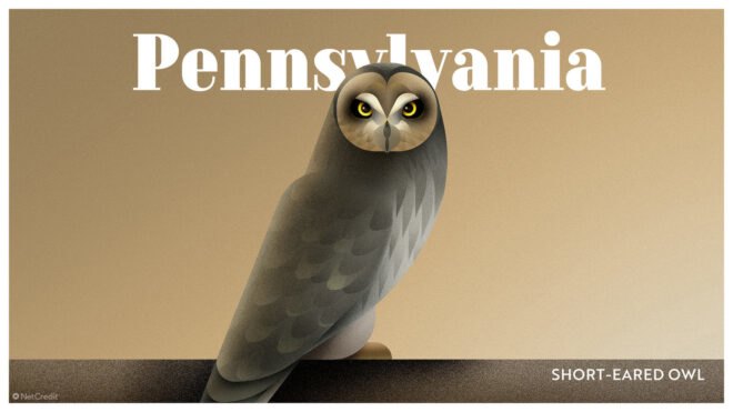 poster of short-eared owl