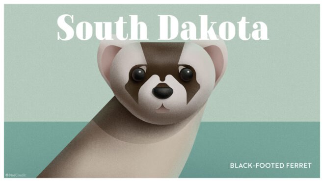 black-footed ferret
