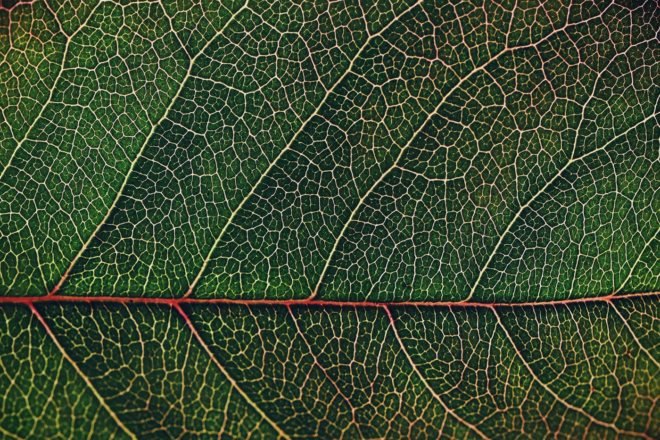 close-up of a leaf