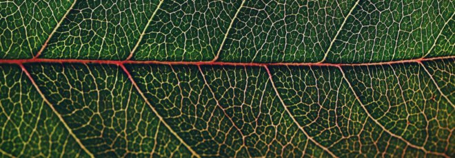 close-up of a leaf