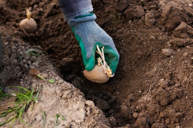 gloved hand putting potato in the soil