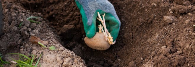 gloved hand putting potato in the soil