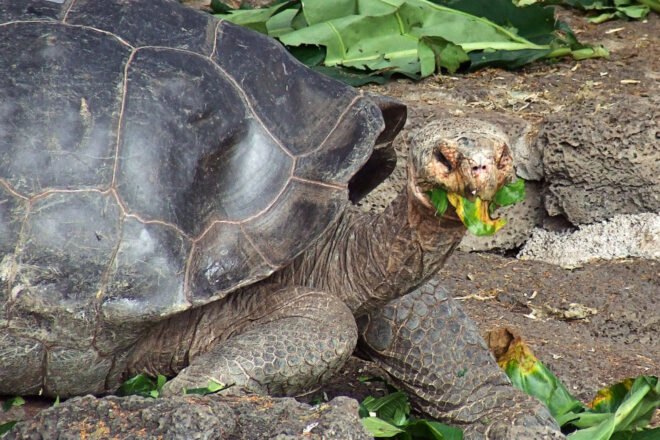 Giant Tortoise eating leaves
