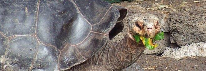 Giant Tortoise eating leaves