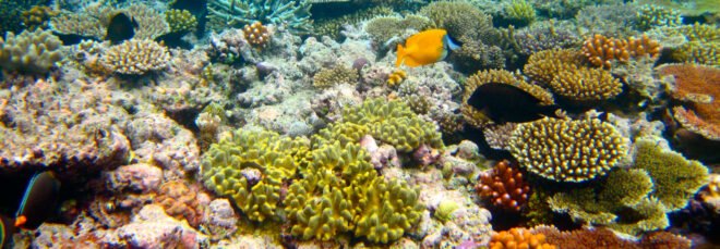 fish and coral reefs underwater