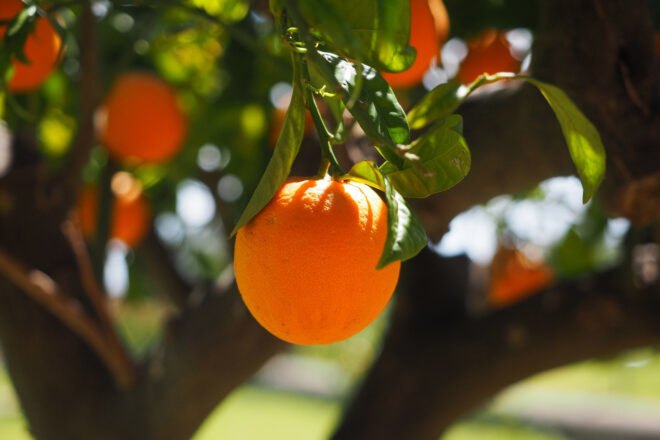 close-up of orange on an orange tree