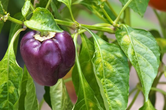 purple pepper growing on a plant