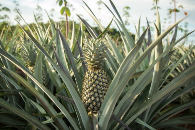 pineapple growing out of the ground