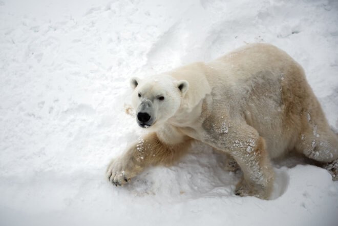 defensive polar bear on snowy hill