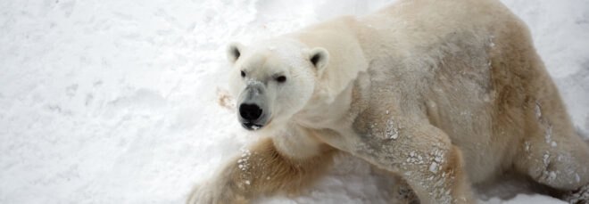 defensive polar bear on snowy hill